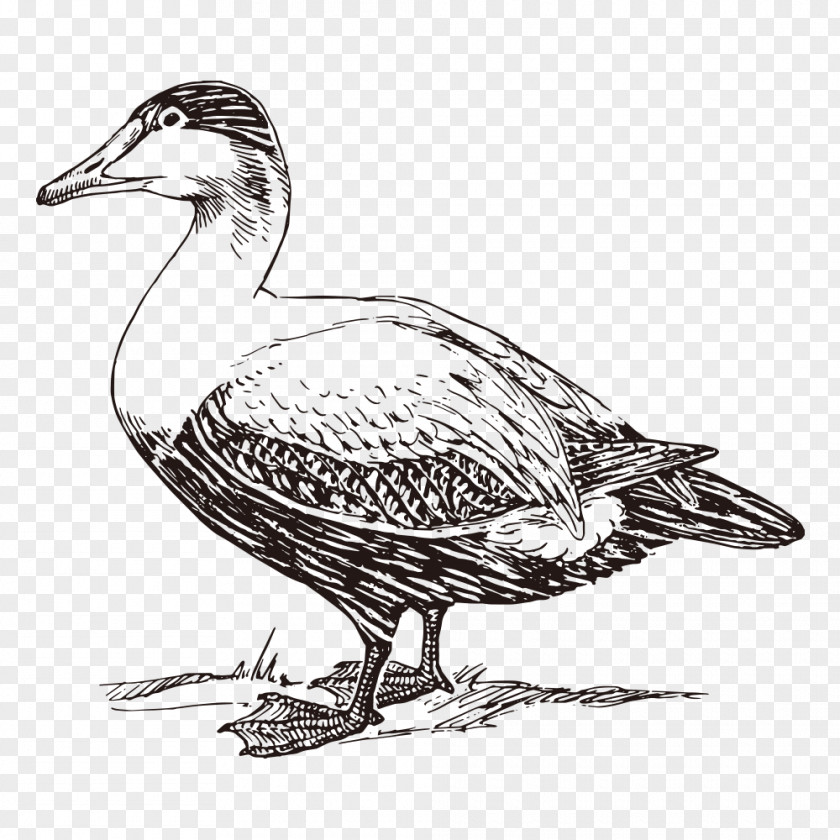 Duck American Pekin Mallard Bird Clip Art PNG