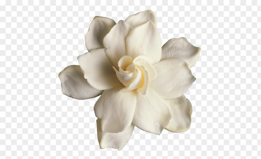 Flower Gardenia Thunbergia Cape Jasmine Image Clip Art PNG