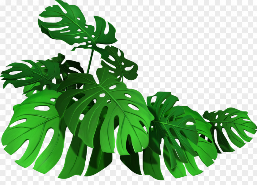 Hojas Infographic Leaf Vector Graphics Royalty-free Stock Photography Illustration PNG