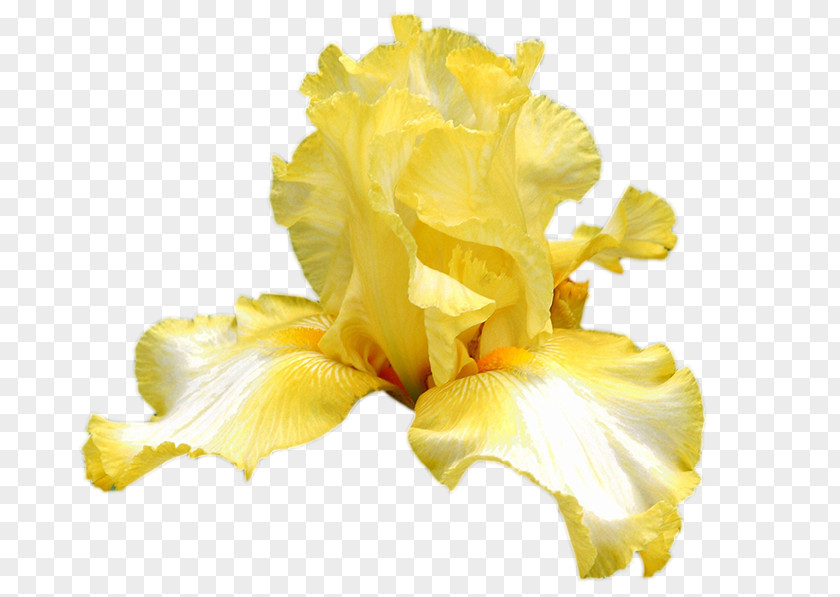 Okra Iris Yellow Flower Bouquet Cut Flowers PNG