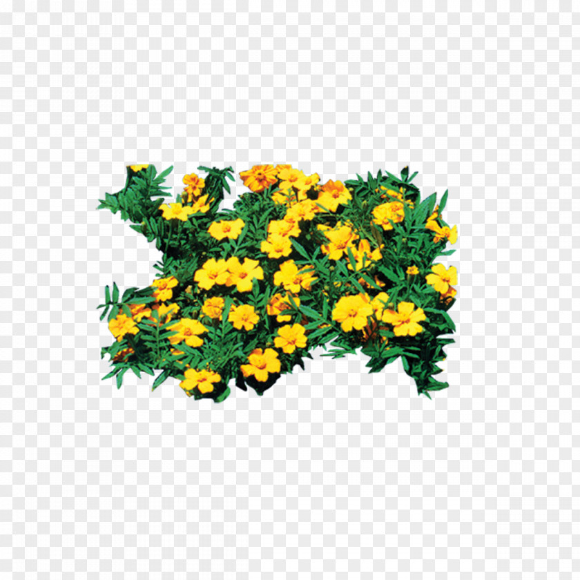 Petal,plant,tree,forest,Leaves Chrysanthemum Petal Plant PNG