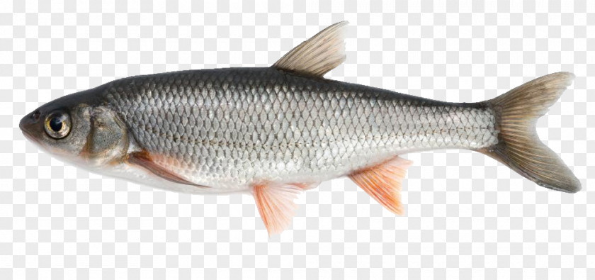 River FISH Fish PNG