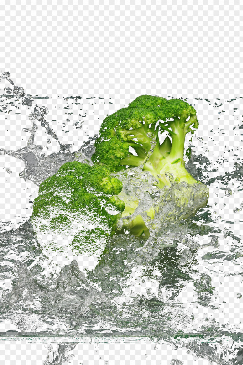 Water Broccoli Graphic Design Illustration PNG