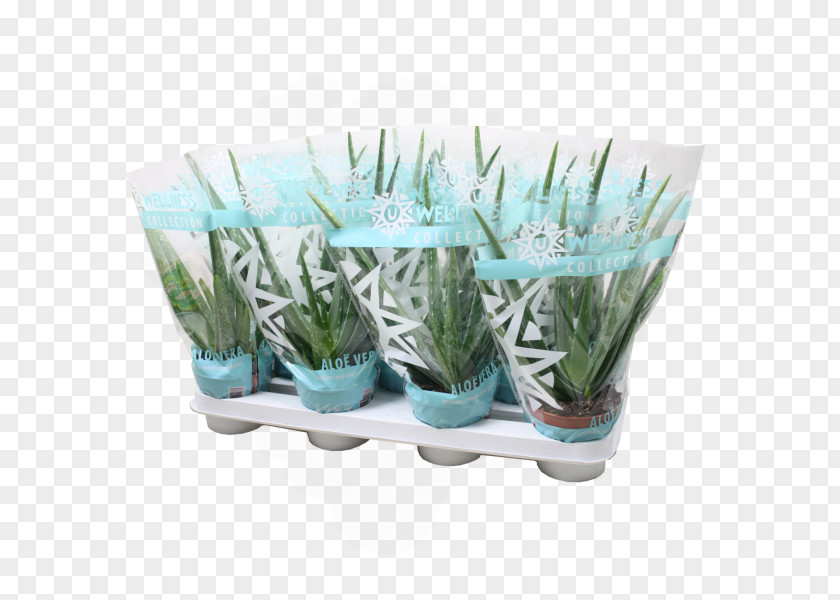 Aloe Succulent Plant Vera OBI Cactaceae PNG