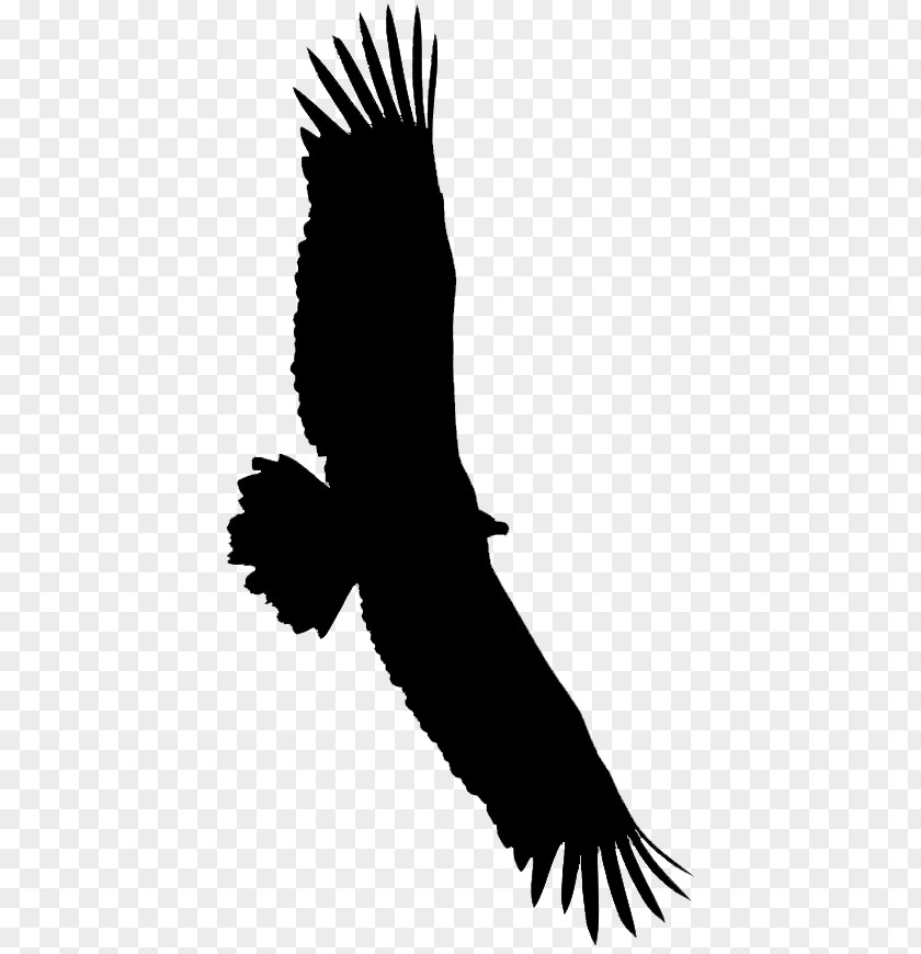 Bald Eagle Vulture Beak Fauna PNG