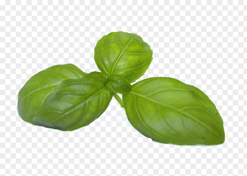 Basil Coriander Fines Herbes Vegetable PNG