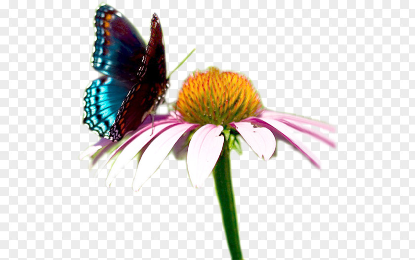 Grazie Dei Fiori Bis Monarch Butterfly Social Cooperative Organizzazione Non Lucrativa Di Utilità Sociale PNG