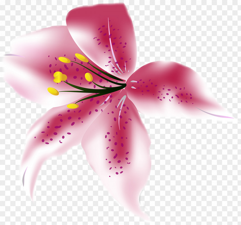 Lily Lilium Flower PNG