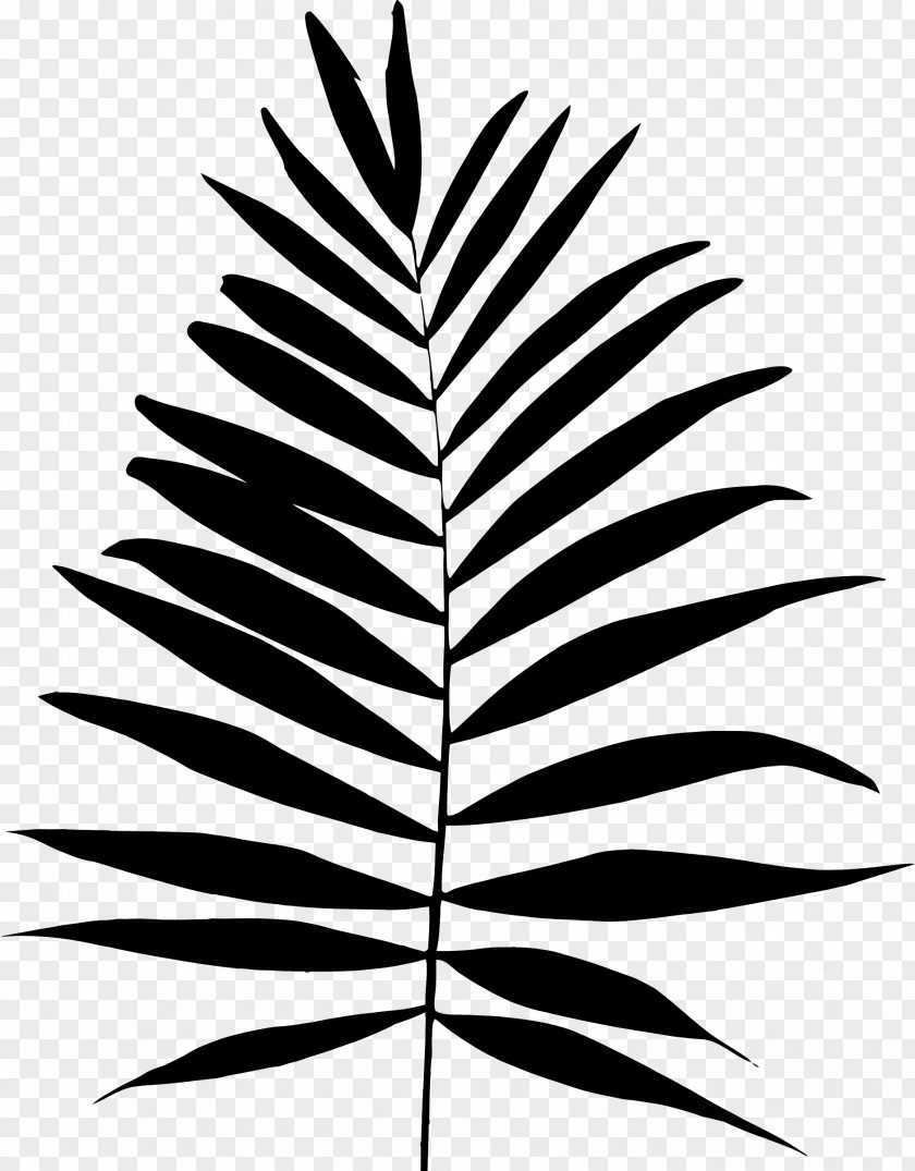 Palm Trees Plant Stem Leaf Font Line PNG