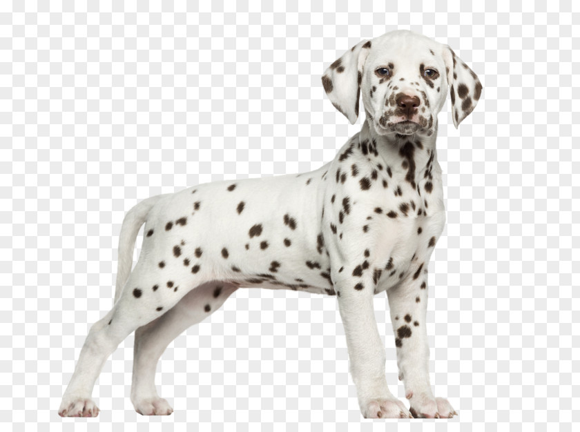 Puppy Dalmatian Dog Bernese Mountain German Shepherd Stock Photography PNG