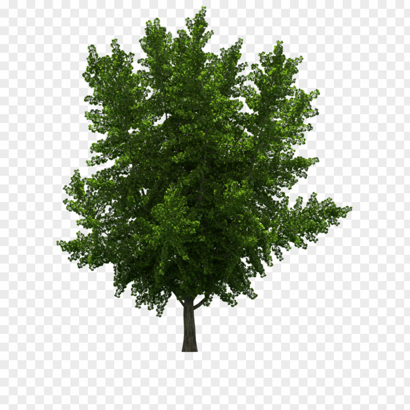 Tree Ginkgo Biloba Stock Photography Clip Art PNG