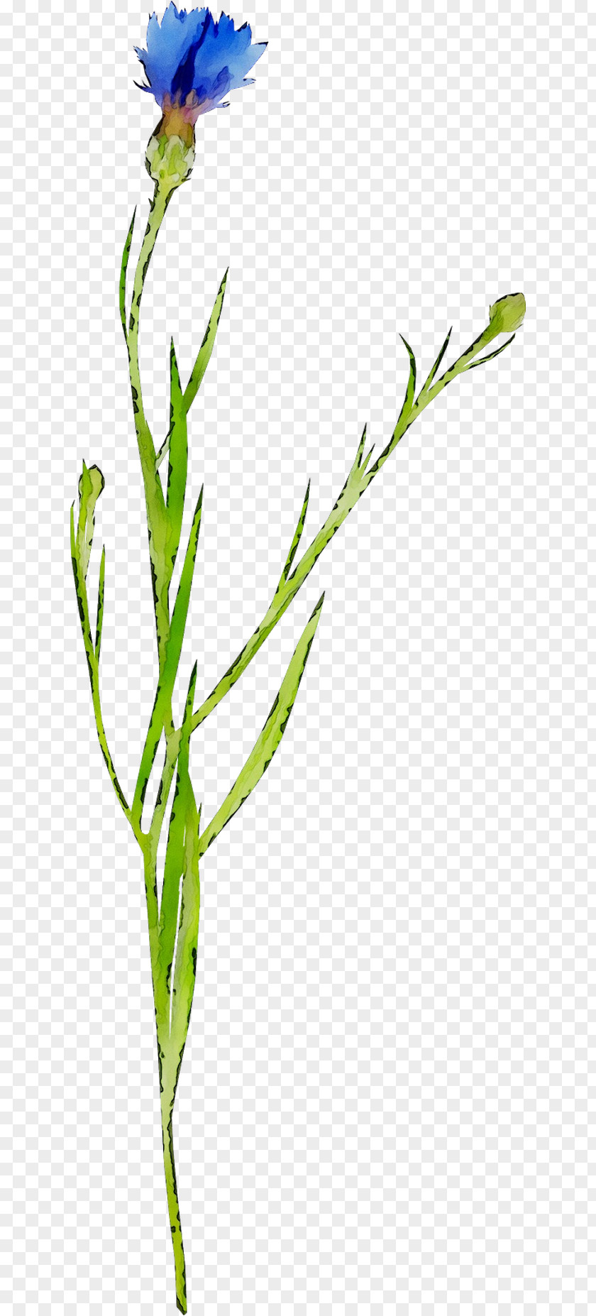 Twig Leaf Greens Bud Plant Stem PNG