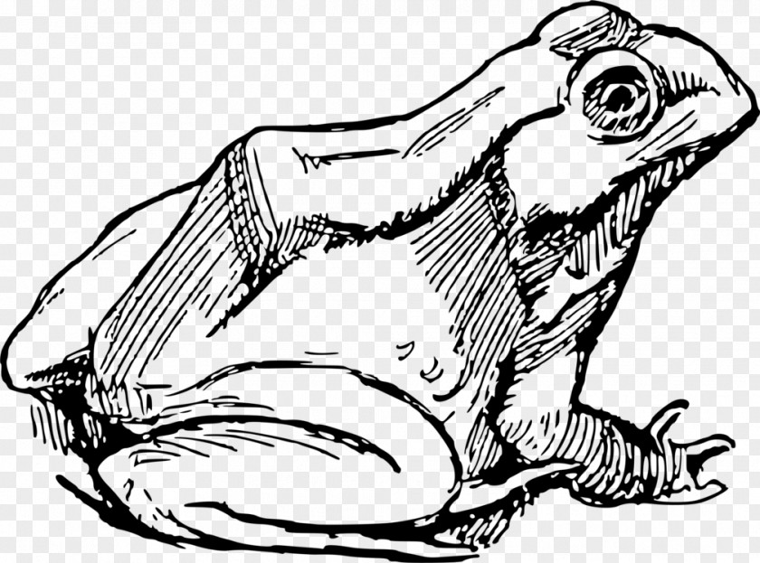 Axolotl Drawing Lineart Frog Line Art Clip Illustration PNG