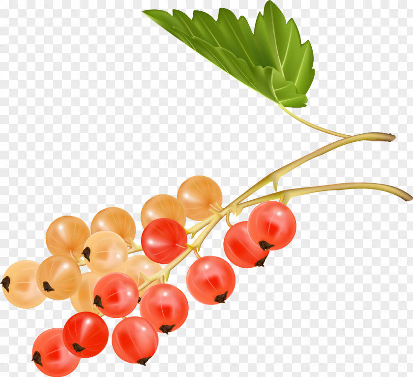 Berries Zante Currant Cherry Auglis Grape PNG