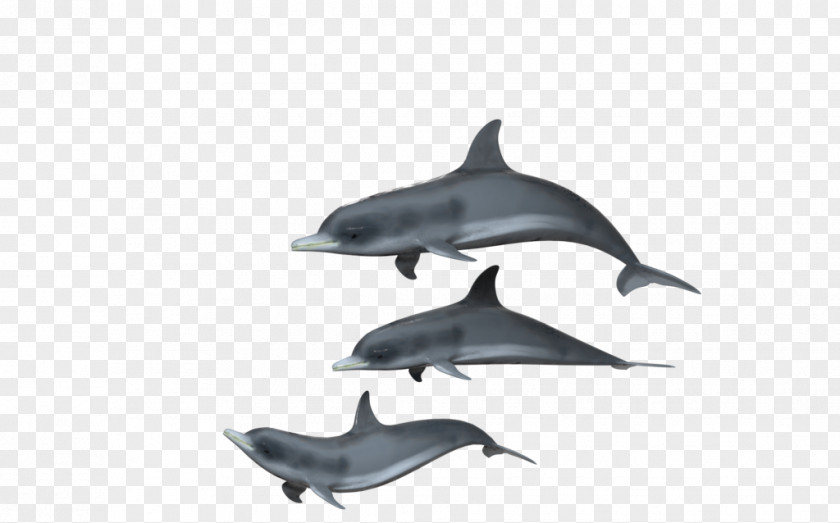 Dolphin Spinner Common Bottlenose Short-beaked Tucuxi Rough-toothed PNG