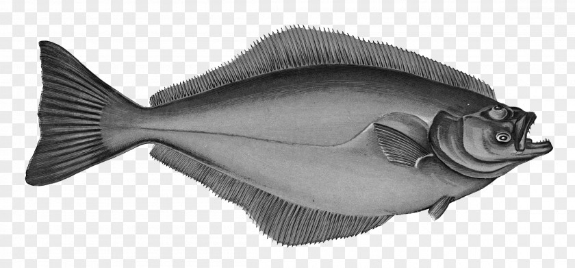 Fish Atlantic Halibut Flatfish A History Of The Fishes British Islands PNG