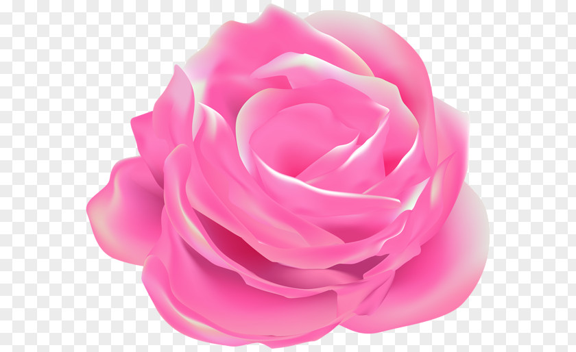 Nightingale And The Rose Garden Roses Cabbage Pink Floribunda PNG