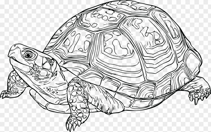 Tortoide Eastern Box Turtle Florida Tortoise Clip Art PNG