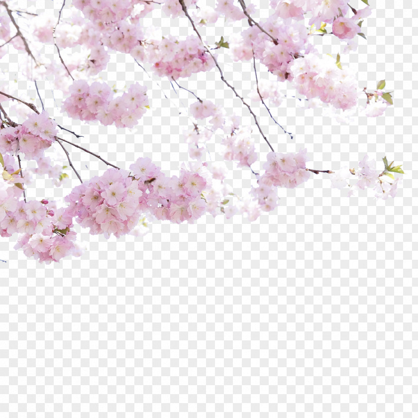 Cherry Blossom Viewing Flower PNG