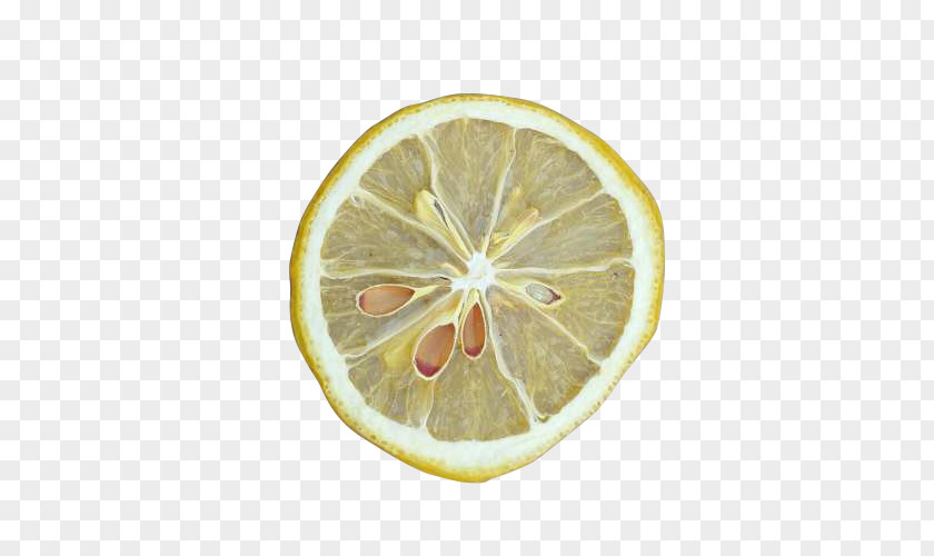 Dry Lemon Slices Download Computer File PNG