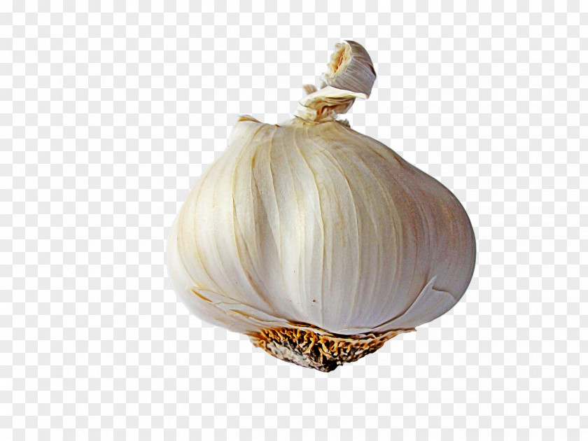 Onion Solo Garlic Image File Formats Clip Art PNG