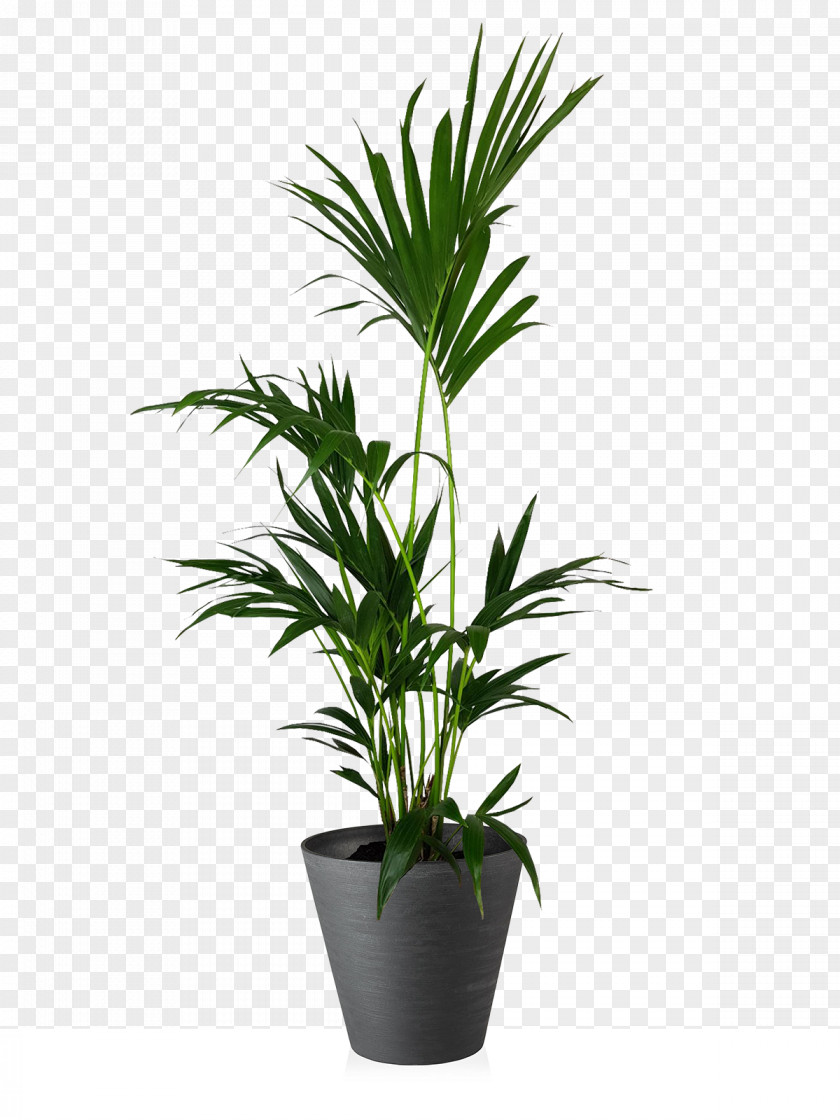 Pianta Guitar Plants Palm Trees Display Case Vase PNG