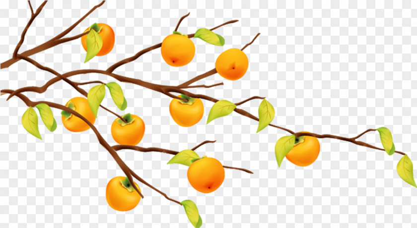 Tangerine Frame Clipart Fruit Tree Branch PNG