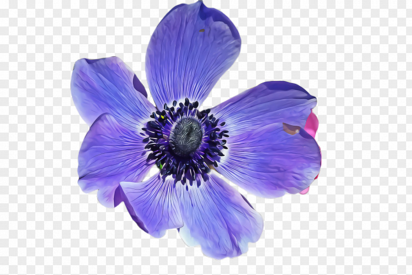 Violet Family Delphinium Flower Petal Blue Purple PNG