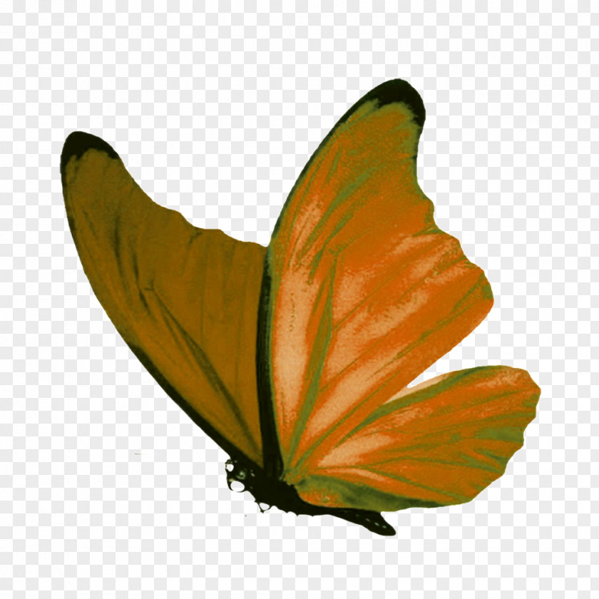 Brown Butterfly Image Menelaus Blue Morpho PNG