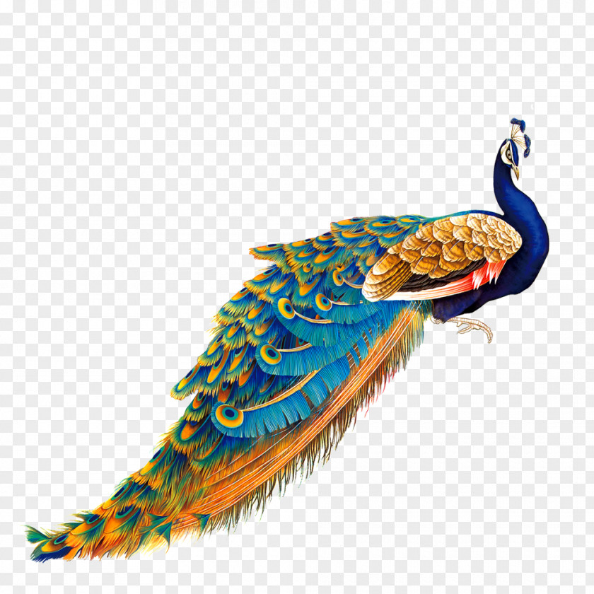 Color Golden Peacock Bird Peafowl Painting PNG