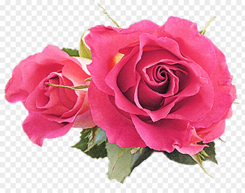 Rose Family Cut Flowers Garden Roses PNG
