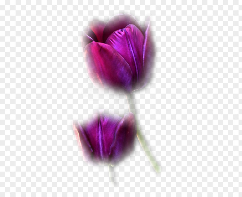 Tulip Pink Flowers Purple Blue PNG