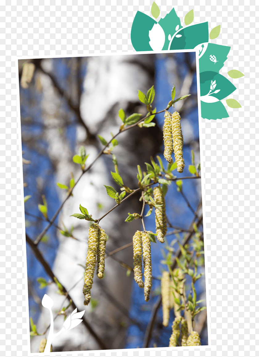Birch Sap Stock Photography Trunk PNG