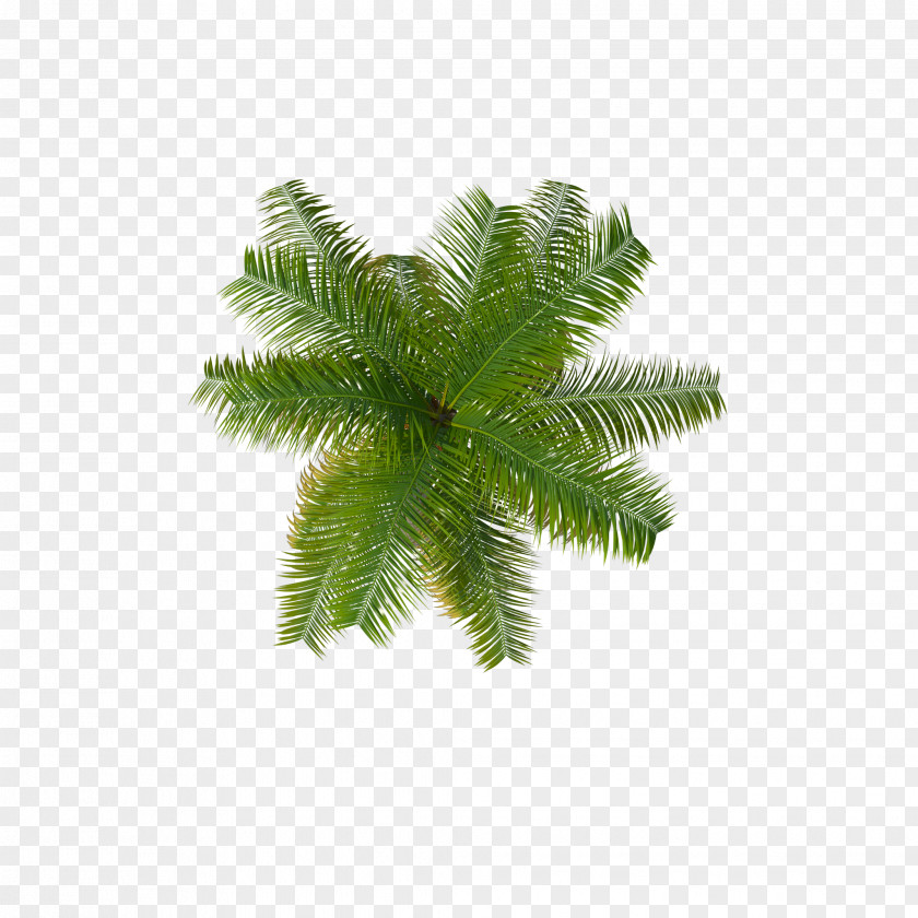 Coconut Palm Trees Clip Art PNG