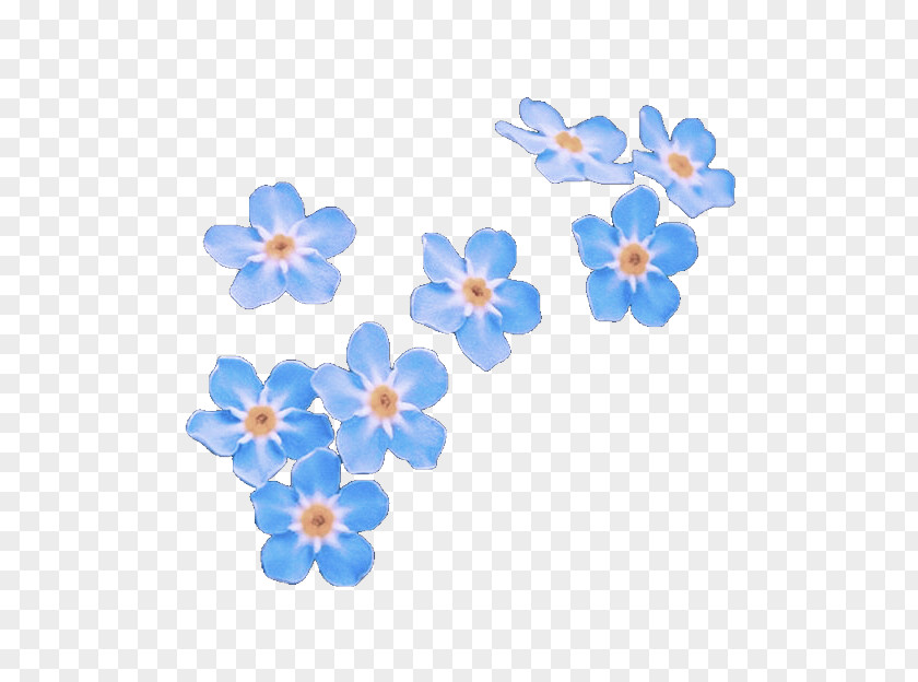 Forget-me-not Blue Flower Petal Plant PNG