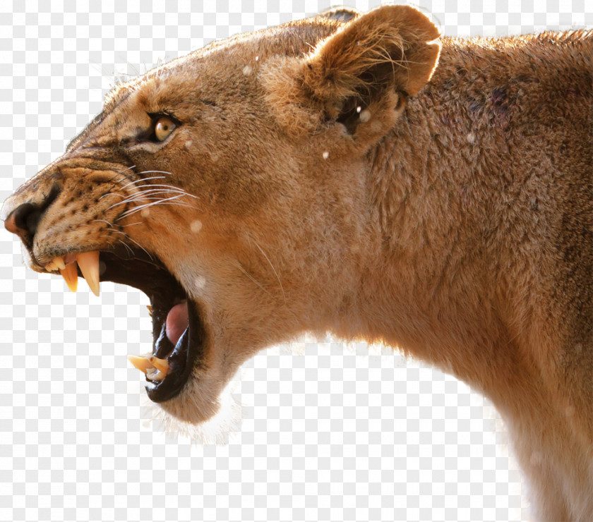 Lion Lion's Roar Cougar PNG
