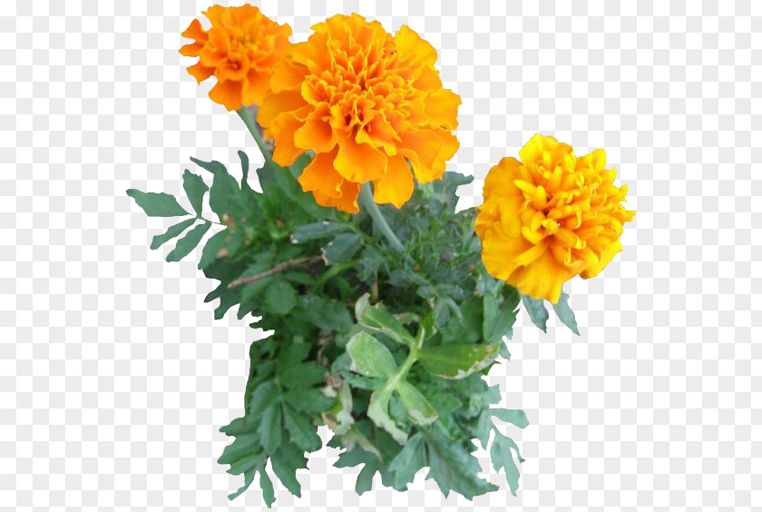 Marigold Image Mexican Lutein Edible Flower Calendula Officinalis PNG