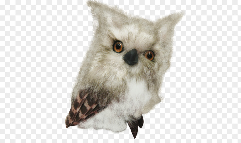 Owl Bird Sovunya Clip Art PNG