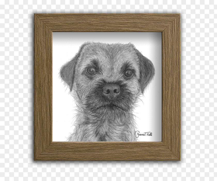 Puppy Border Terrier Norfolk Schnoodle Companion Dog PNG