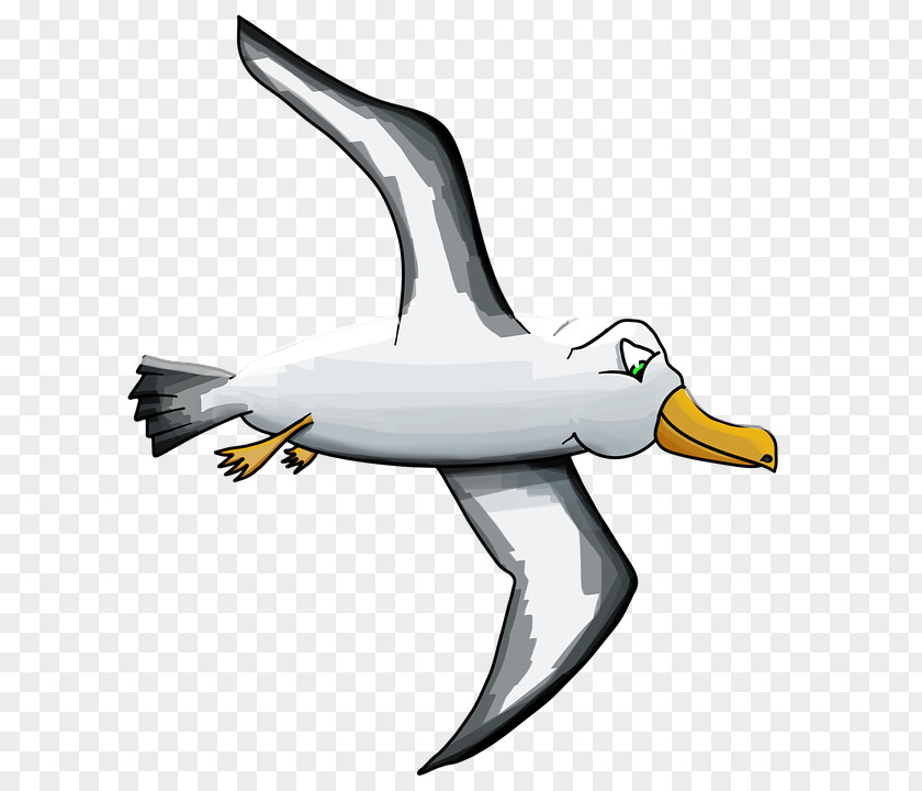 Albatross Bird Gulls Cartoon Clip Art PNG