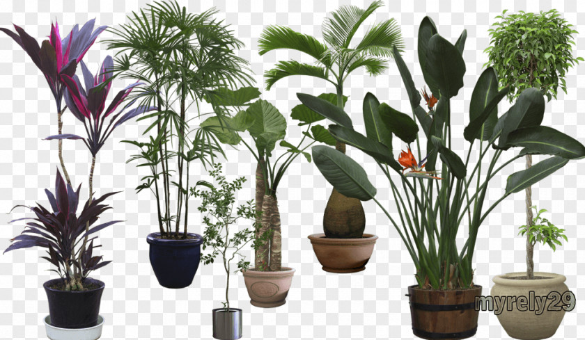 Arboles Houseplant El Arte De Enamorar Flowerpot Tree PNG