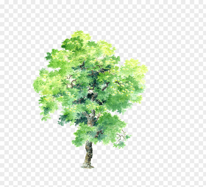 Tree Drawing Plant Computer-aided Design PNG