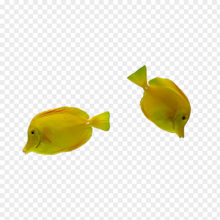 Yellow Fish Tropical Google Images PNG
