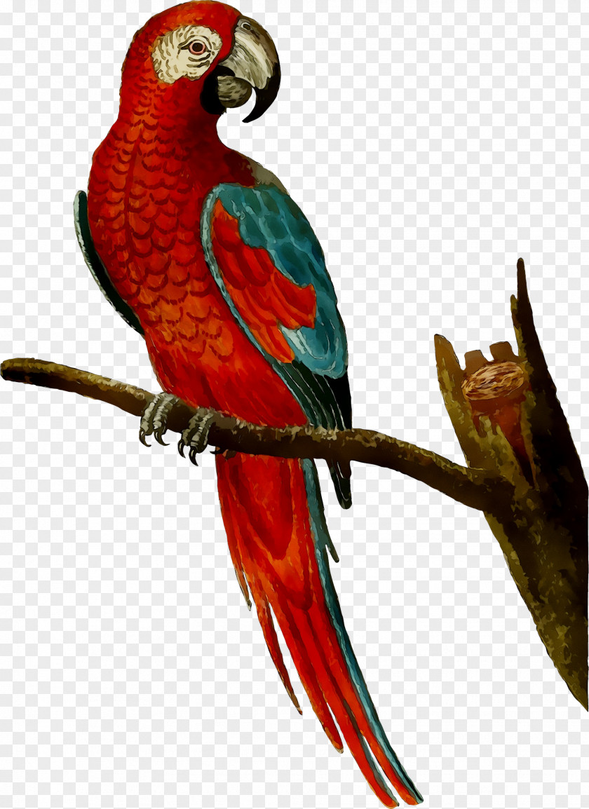 Amazon Parrot Bird Macaw Mug PNG