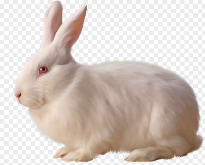 Rabbit Rabbits And Hares Hare Snowshoe Ear PNG