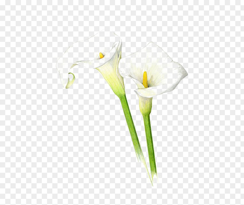 Watercolor Lily Arum-lily Drawing Lilium Callalily Sketch PNG