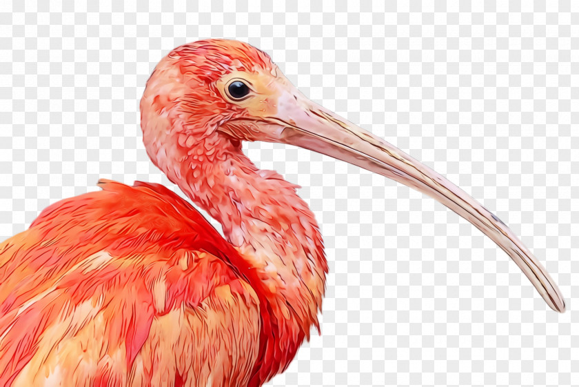 Wildlife Water Bird Beak Ibis Pink Pelecaniformes PNG