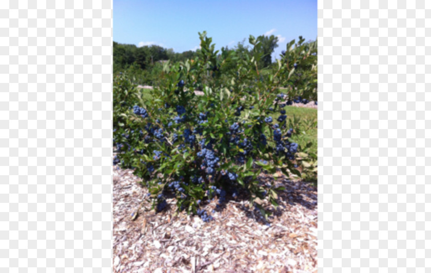 Baiecomeau Bleuetière Plant Blueberry Agriculture Shrubland PNG