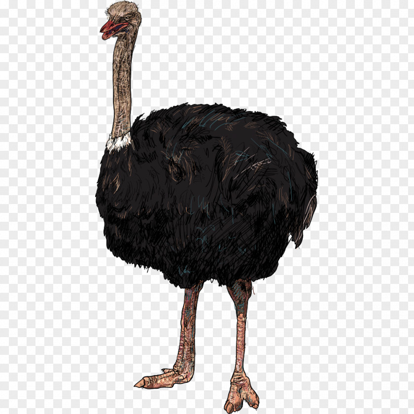 Black Ostrich Bird Common Parrot Illustration PNG