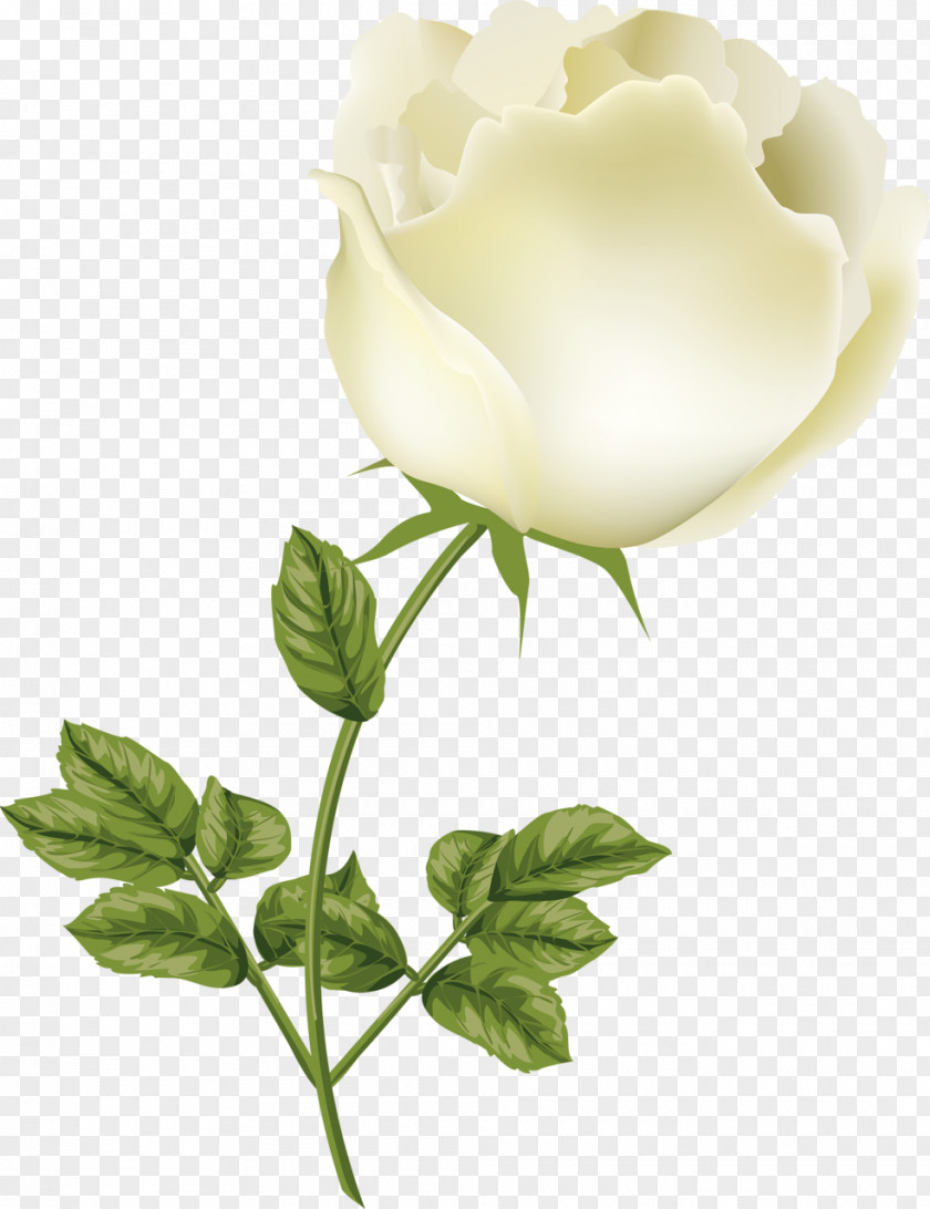 Garden Roses Centifolia Cut Flowers Bud Petal PNG